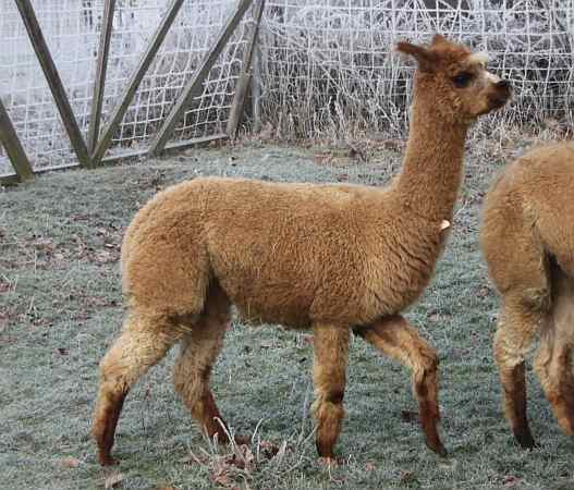 alpacas.jpg